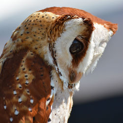 Close-up of a barn owl