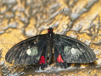 Close-up of butterfly on rock