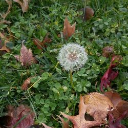 Close-up of flowers growing in field