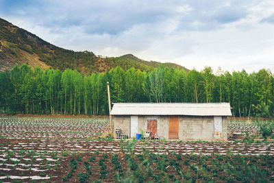 Trees and plants growing on field by houses against sky