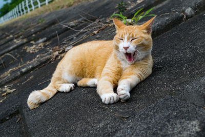 Close-up portrait of cat yawning