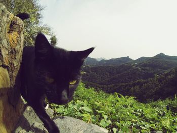 Close-up of cat on mountain against sky