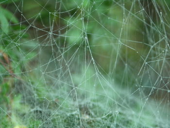 Full frame shot of spider web