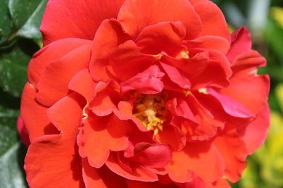 Close-up of red flowering plant