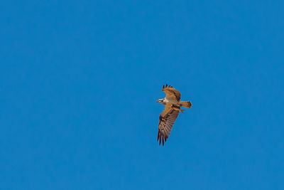 Low angle view of eagle flying in sky