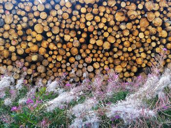 Full frame shot of logs in forest