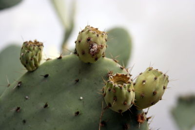 Close-up of prickly pear cactus