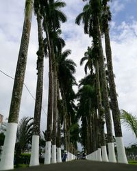 Low angle view of palm trees against sky