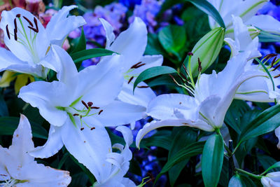 Close-up of purple flowering plants