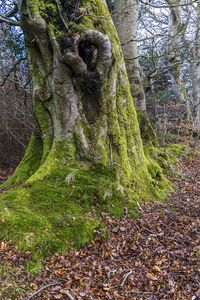 Trees in forest