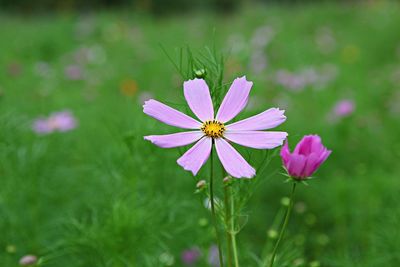 Close-up of pink cosmos flower on field