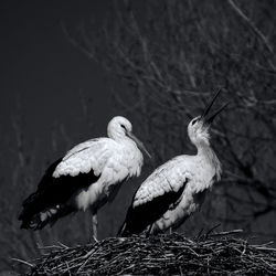 Two storks perching on nest