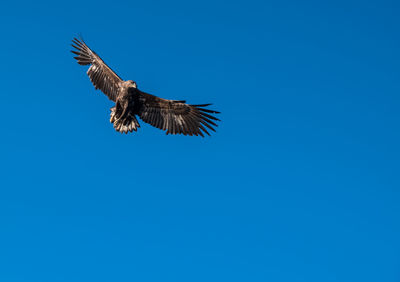 Low angle view of eagle flying against clear blue sky