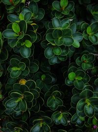 Full frame shot of succulent plant