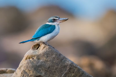 Close-up of bird perching on rock