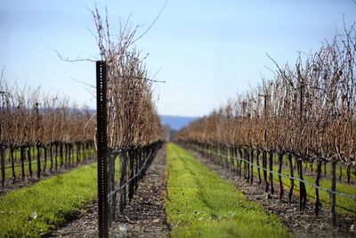 View of vineyard against sky