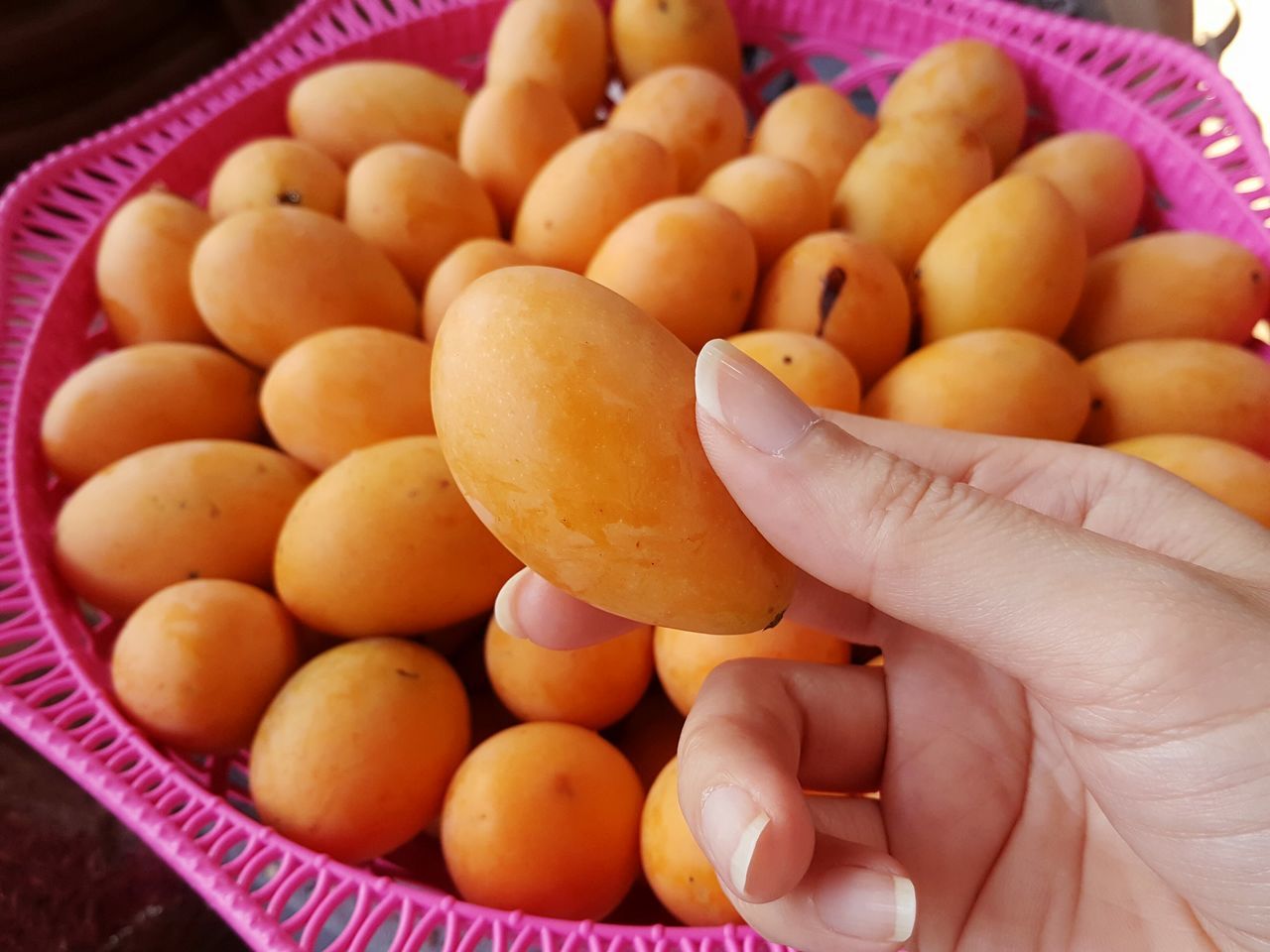 CLOSE-UP OF HAND HOLDING FRUIT