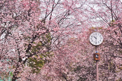 View of flowers and trees
