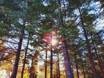 Low angle view of trees in forest against bright sun