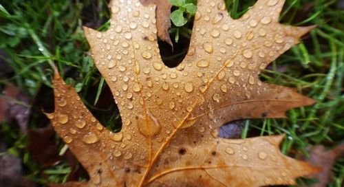 Close-up of leaves on leaf