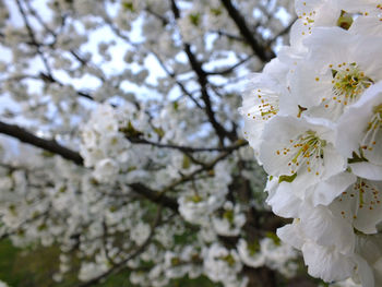 Close-up of white cherry blossoms outdoors