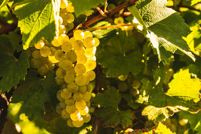 Close-up of grapes growing in vineyard