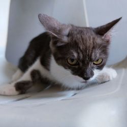 Close-up portrait of a cat