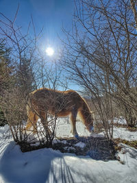 View of horse on snow covered land