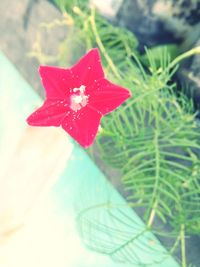 Close-up of red rose flower