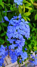 Close-up of purple flowering plant