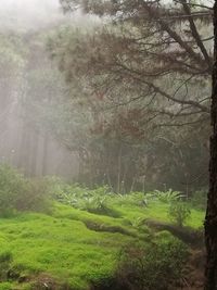 Trees in forest