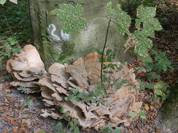 Close-up of tree in forest