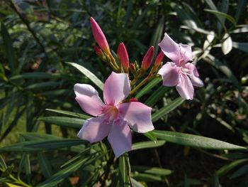 Close-up of pink crocus flowers