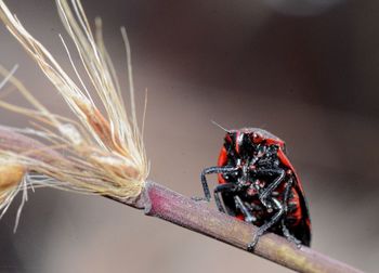 Close-up of insect