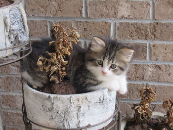 Kitten sitting outdoors
