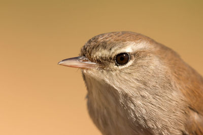 Close-up of a bird looking away