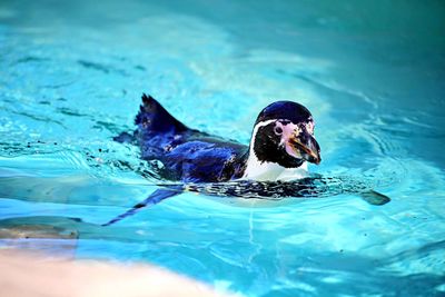 Close-up of turtle swimming in pool