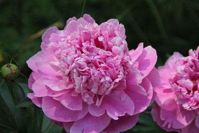 Close-up of pink rose flower