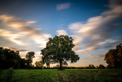 Trees on field against sky during sunset