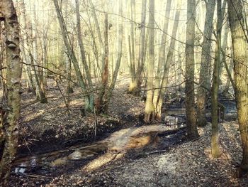 Trees in forest