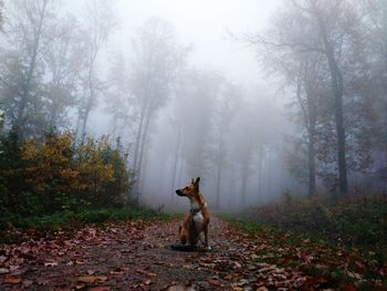 Young woman with horse in forest during autumn