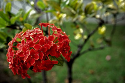 Close-up of red flowers