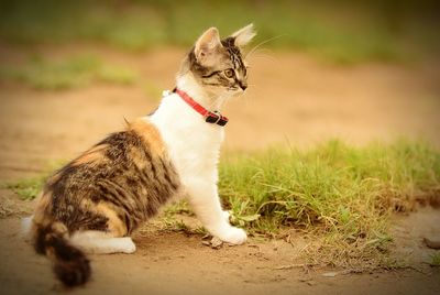 View of a cat looking away