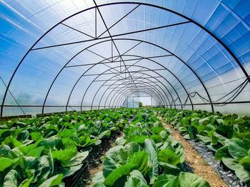 Plants growing in greenhouse