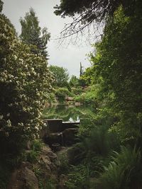 Trees growing in park