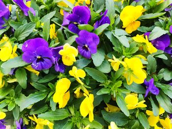 Close-up of purple flowers blooming outdoors