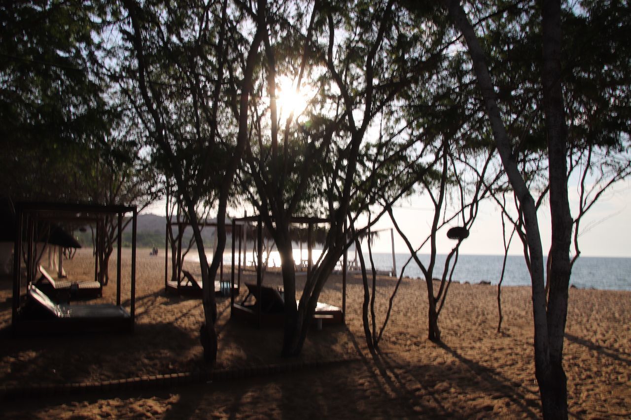 VIEW OF TREES ON BEACH