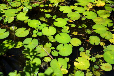High angle view of leaves floating on water