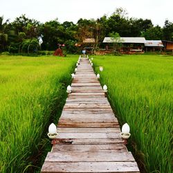 Boardwalk amidst trees on field