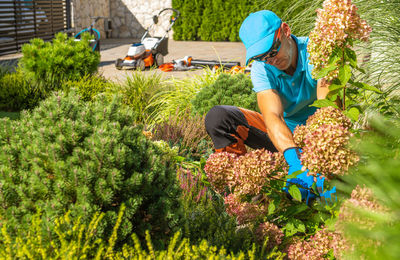 High angle view of woman picking flowers